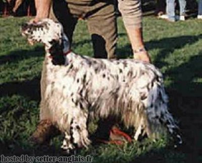 Setter Anglais DIRA DELLA BASSANA Setter Anglais DIRA DELLA BASSANA